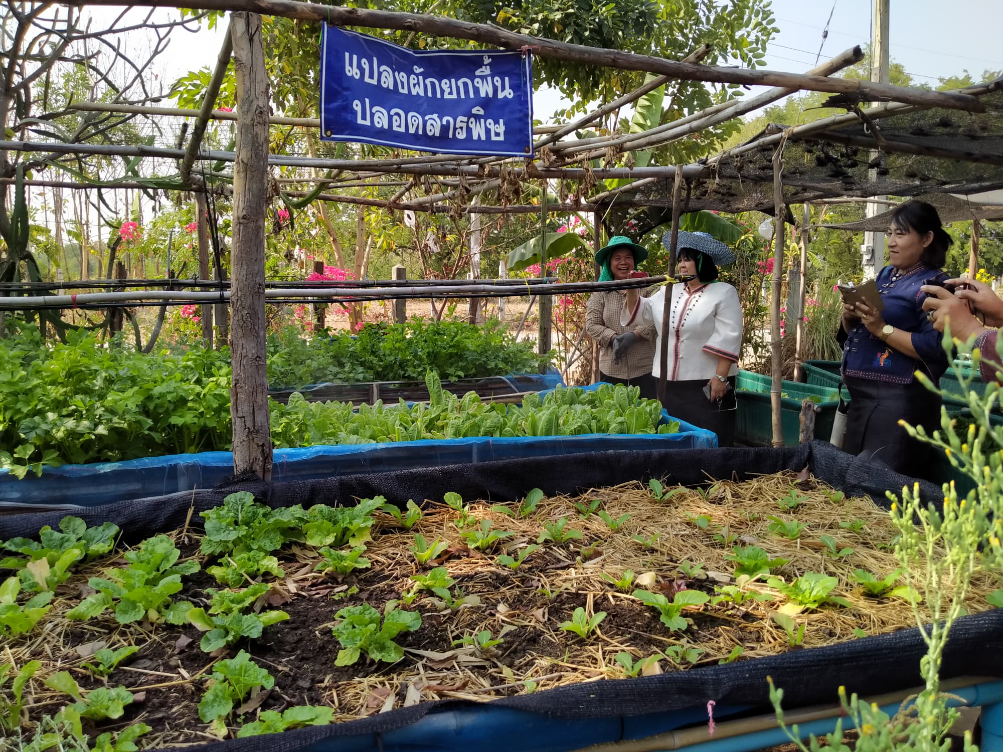 พช.ชัยภูมิ ติดตามการเตรียมความพร้อมโครงการบ้านนี้มีรักปลูกผักกินเองและกิจกรรมเนื่องในวันครบรอบ 51 ปี