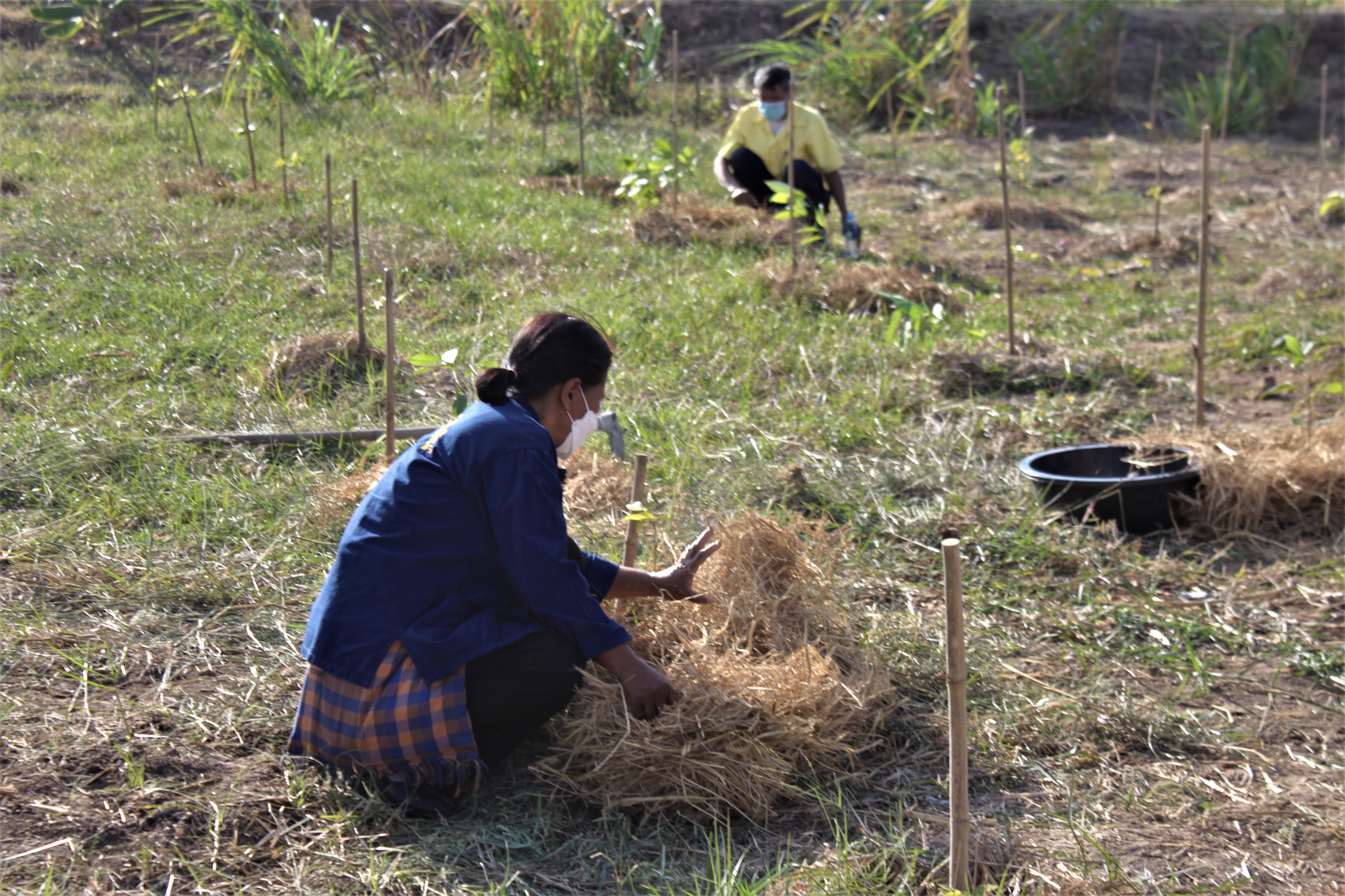 #พช_ชัยภูมิ รวมพลังจัดกิจกรรม “วันดินโลก” (World Soil Day) ปี 2564