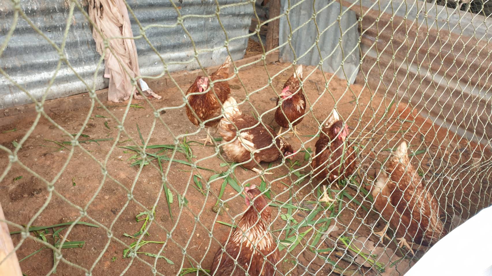 #พช_ชัยภูมิ รับการตรวจราชการของผู้ตรวจราชการกรมการพัฒนาชุมชน เขตตรวจราชการที่ 13 (นางสงวน  มะเสนา) ประจำเดือนพฤษภาคม 2565 ลงพื้นที่อำเภอเนินสง่า จังหวัดชัยภูมิ