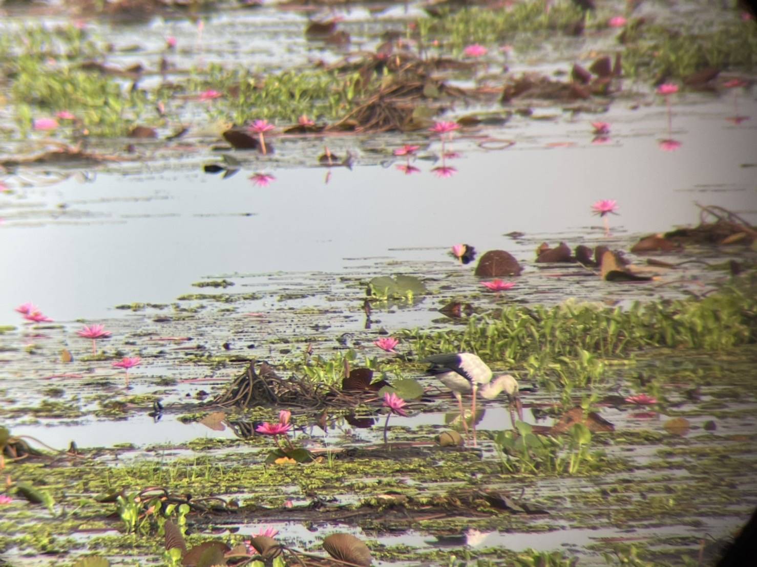 #พช_ชัยภูมิ ร่วมพิธีเปิดเทศกาลท่องเที่ยวบึงละหาน เทศกาลดูนก ชมเกาะ เลาะทุ่งบัวแดง (จุดชมวิวบึงละหาน บ้านดอนละนาม)