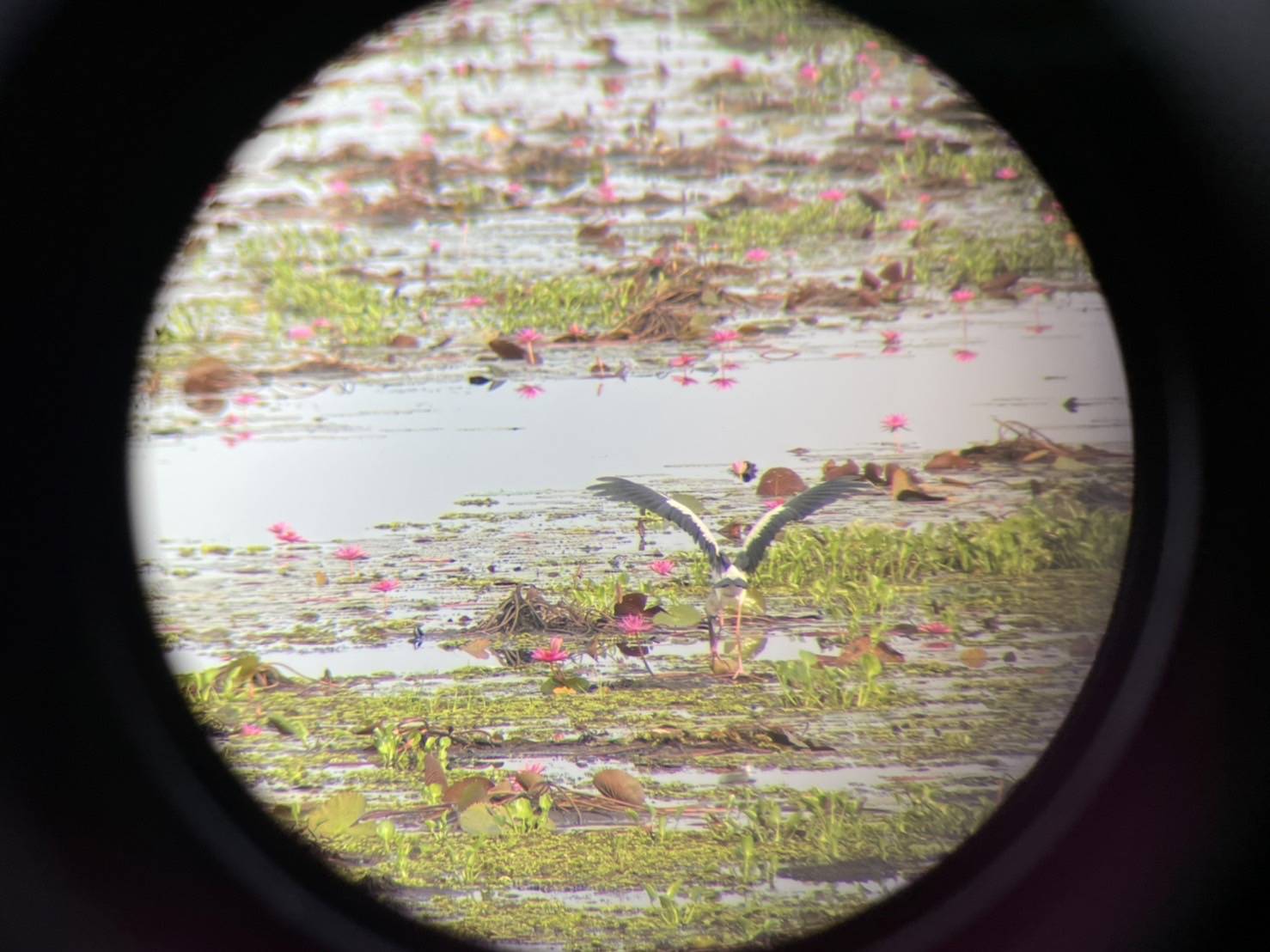 #พช_ชัยภูมิ ร่วมพิธีเปิดเทศกาลท่องเที่ยวบึงละหาน เทศกาลดูนก ชมเกาะ เลาะทุ่งบัวแดง (จุดชมวิวบึงละหาน บ้านดอนละนาม)