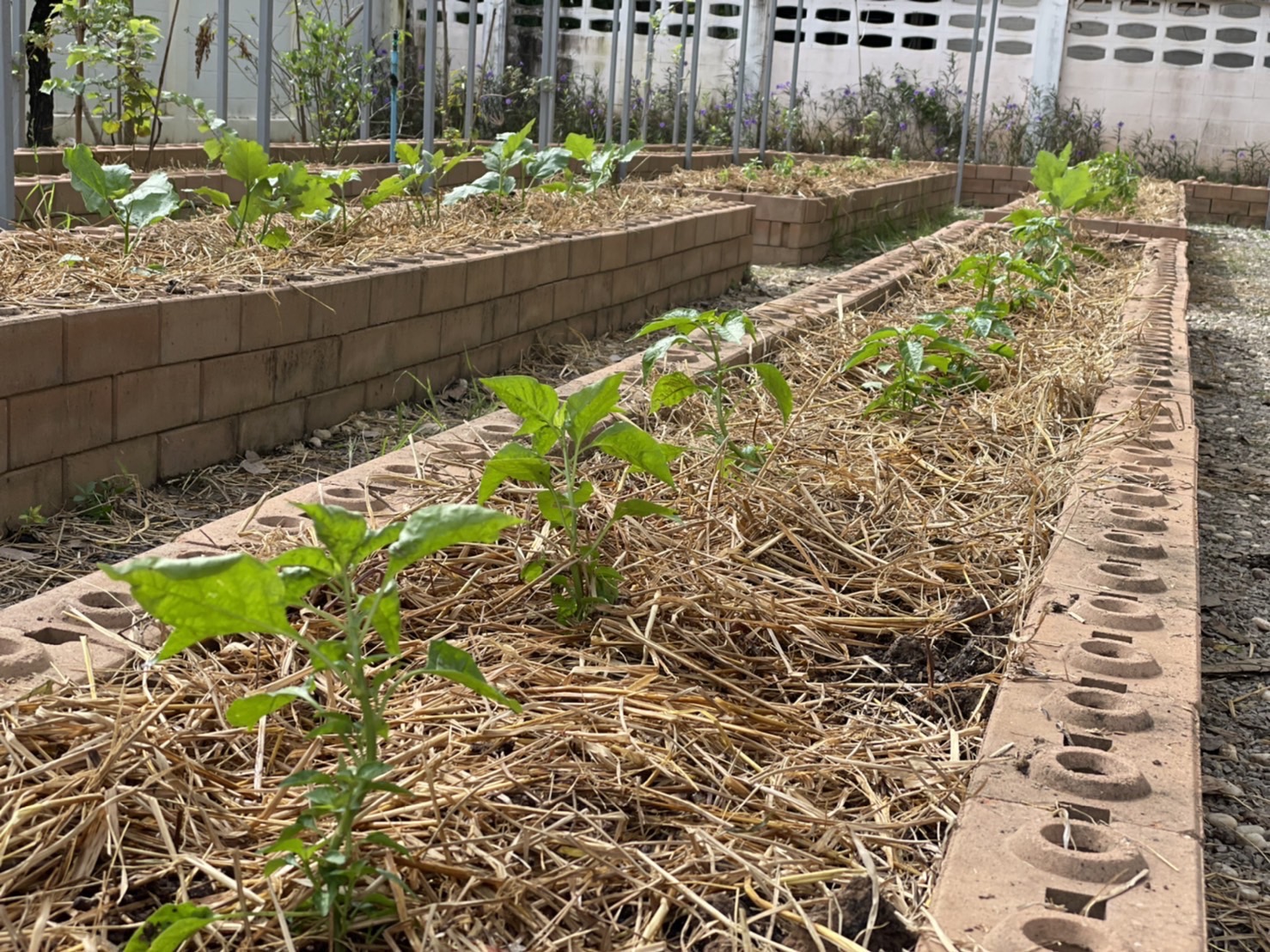 #พช_ชัยภูมิ เดินหน้าขับเคลื่อนกิจกรรม “ปลูกผักสวนครัว เพื่อสร้างความมั่นคงทางอาหาร” ตามแนวพระราชดำริของสมเด็จพระกนิษฐาธิราชเจ้า กรมสมเด็จพระเทพรัตนราชสุดาฯ สยามบรมราชกุมารี ณ จวนผู้ว่าราชการจังหวัดชัยภูมิ