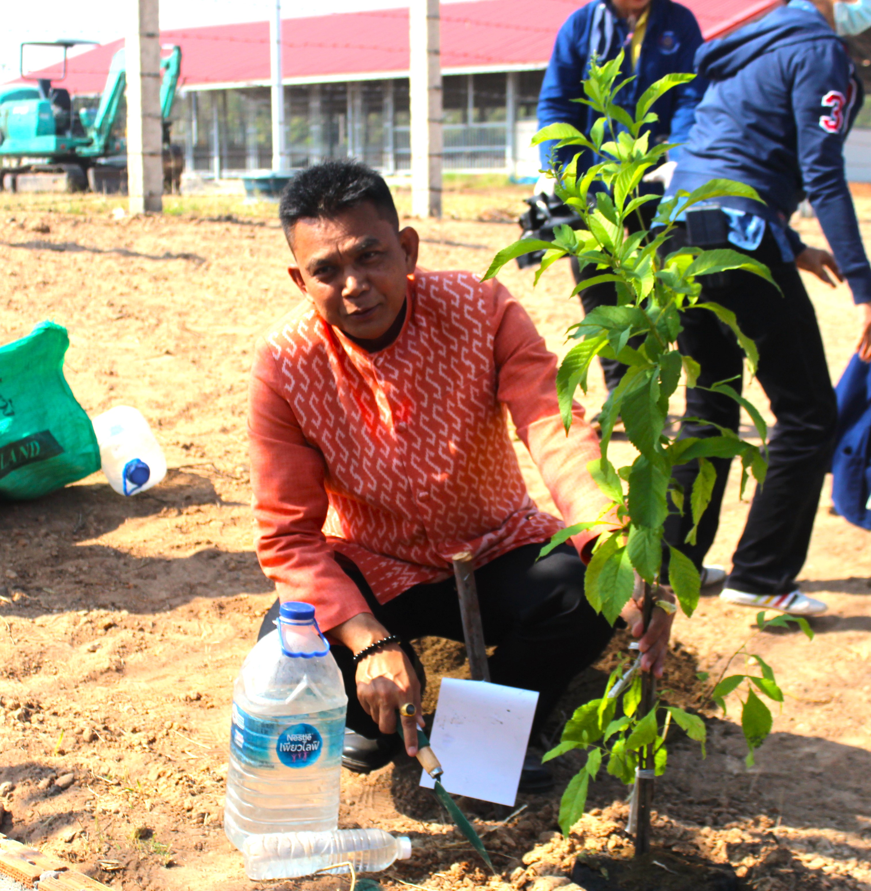 #พช_ชย ร่วมกิจกรรมปลูกต้นไม้ (ต้นทองอุไร) ในพื้นที่โครงการ 1 จังหวัด 1 ถนนเฉลิมพระเกียรติ เนื่องในโอกาสมหามงคลพระราชพิธีบรมราชาภิเษก พ.ศ.2562 บริเวณริมถนนสายชัยภูมิ – ตาดโตน