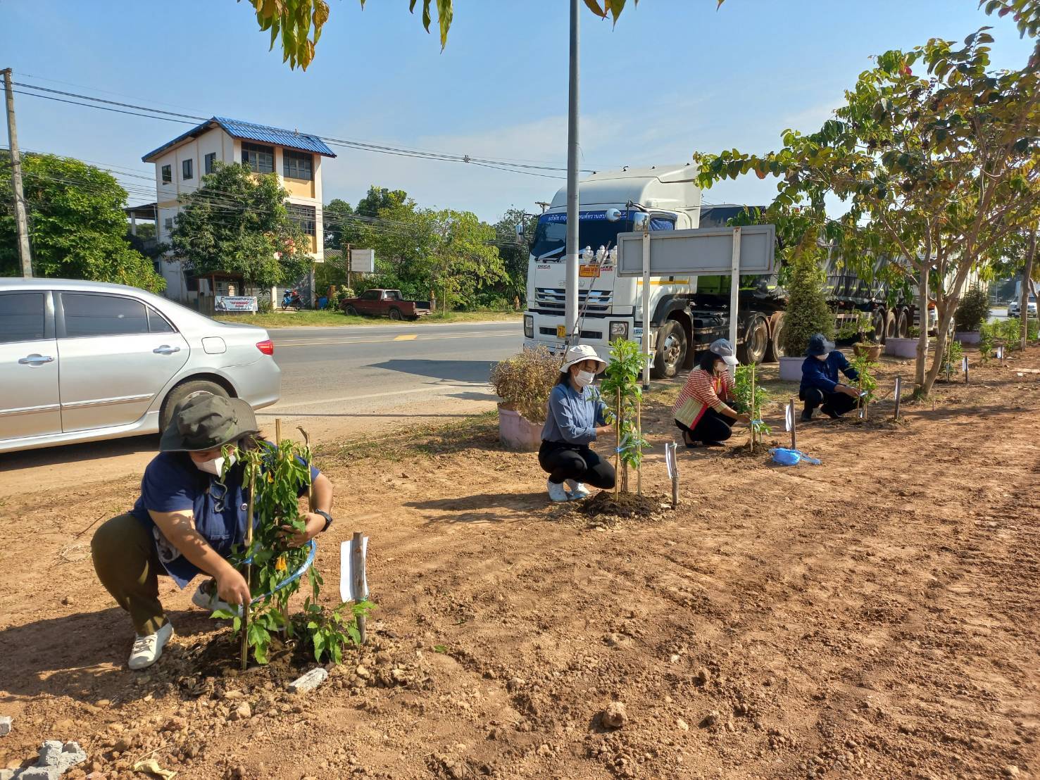 #พช_ชย ร่วมกิจกรรมปลูกต้นไม้ (ต้นทองอุไร) ในพื้นที่โครงการ 1 จังหวัด 1 ถนนเฉลิมพระเกียรติ เนื่องในโอกาสมหามงคลพระราชพิธีบรมราชาภิเษก พ.ศ.2562 บริเวณริมถนนสายชัยภูมิ – ตาดโตน