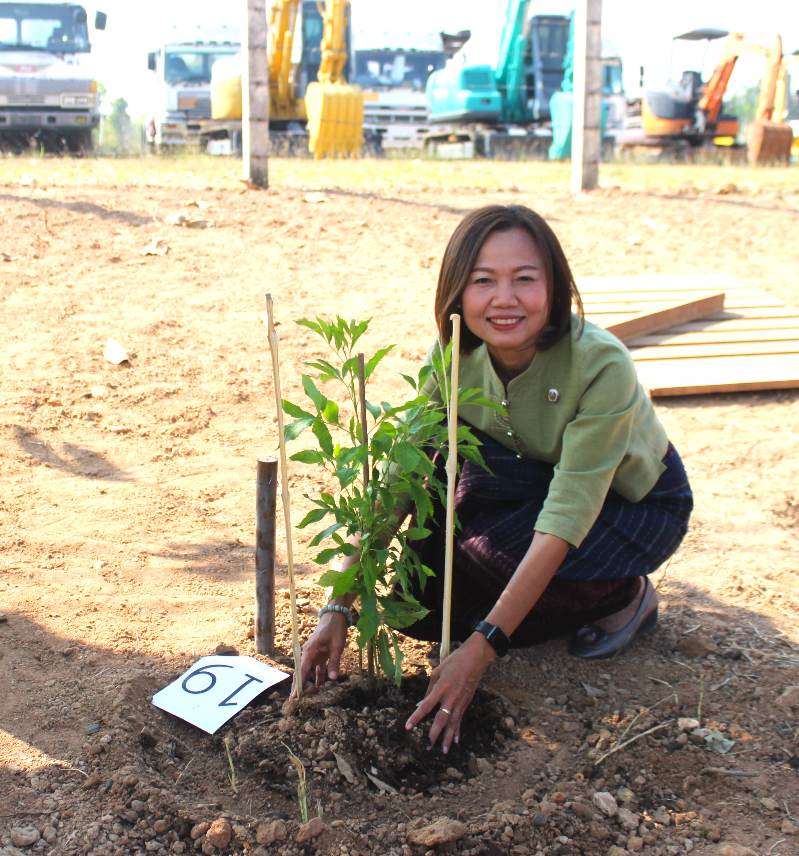 #พช_ชย ร่วมกิจกรรมปลูกต้นไม้ (ต้นทองอุไร) ในพื้นที่โครงการ 1 จังหวัด 1 ถนนเฉลิมพระเกียรติ เนื่องในโอกาสมหามงคลพระราชพิธีบรมราชาภิเษก พ.ศ.2562 บริเวณริมถนนสายชัยภูมิ – ตาดโตน