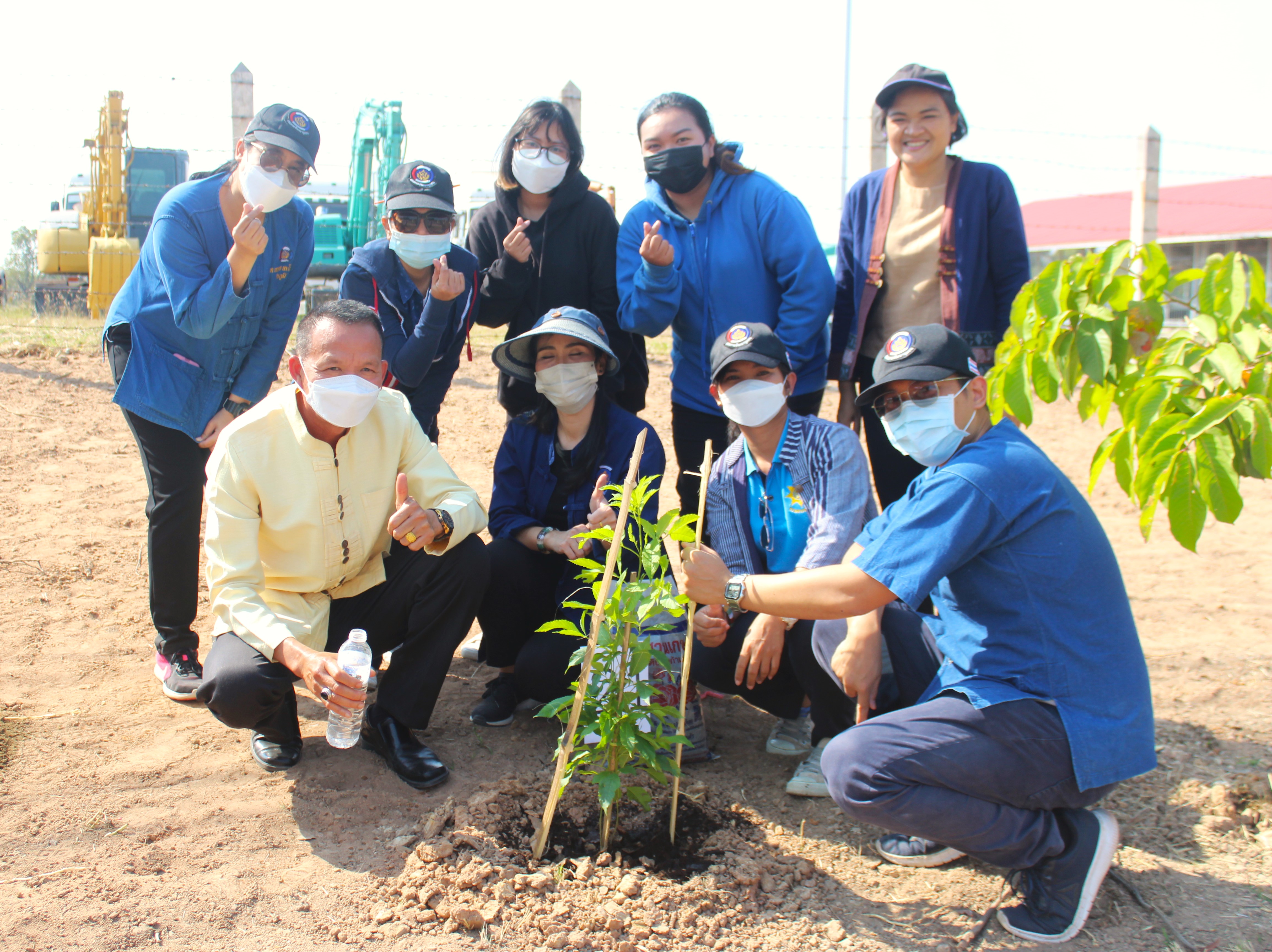 #พช_ชย ร่วมกิจกรรมปลูกต้นไม้ (ต้นทองอุไร) ในพื้นที่โครงการ 1 จังหวัด 1 ถนนเฉลิมพระเกียรติ เนื่องในโอกาสมหามงคลพระราชพิธีบรมราชาภิเษก พ.ศ.2562 บริเวณริมถนนสายชัยภูมิ – ตาดโตน