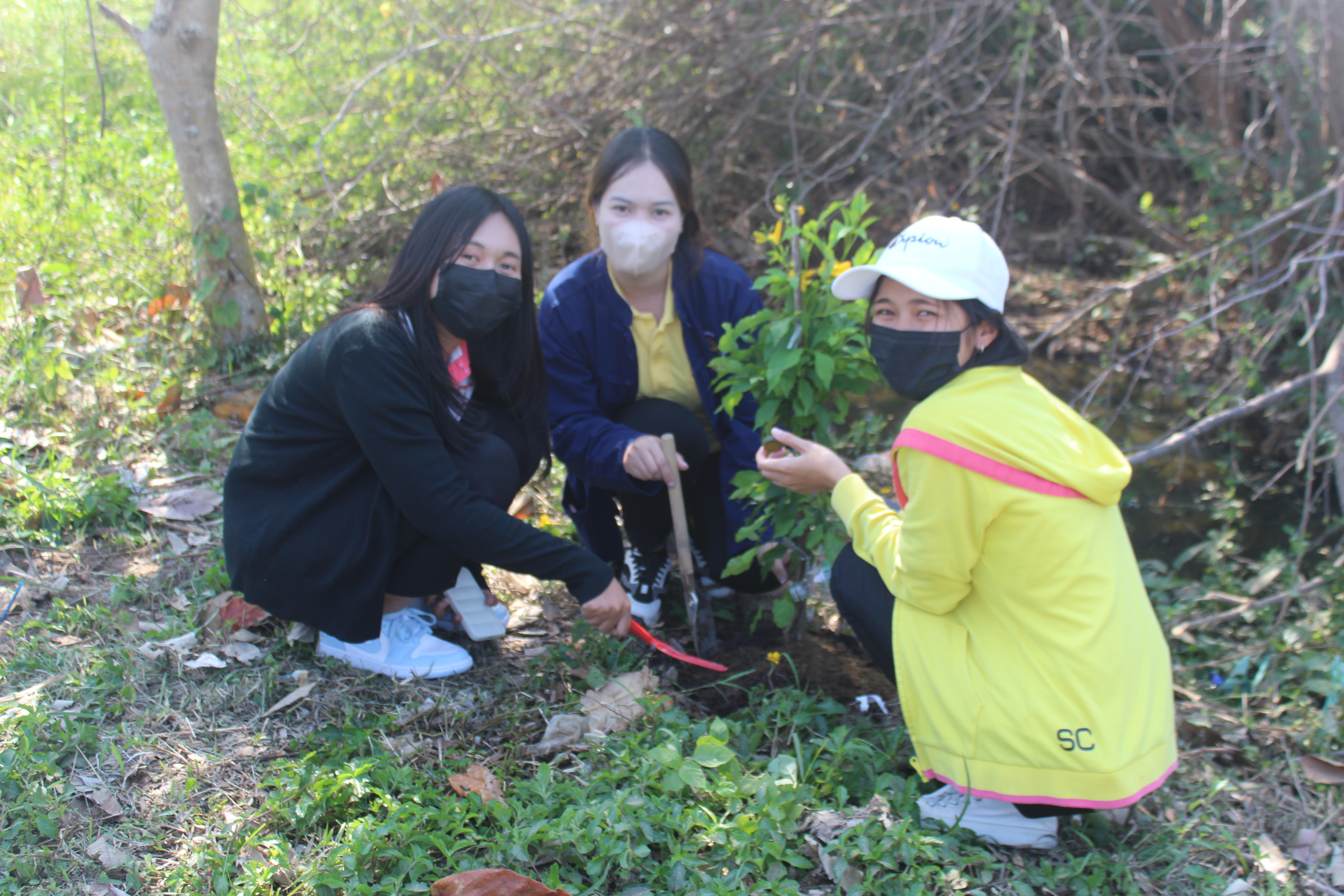#พช_ชย ร่วมกิจกรรมปลูกต้นไม้ (ต้นทองอุไร) ในพื้นที่โครงการ 1 จังหวัด 1 ถนนเฉลิมพระเกียรติ เนื่องในโอกาสมหามงคลพระราชพิธีบรมราชาภิเษก พ.ศ.2562 บริเวณริมถนนสายชัยภูมิ – ตาดโตน
