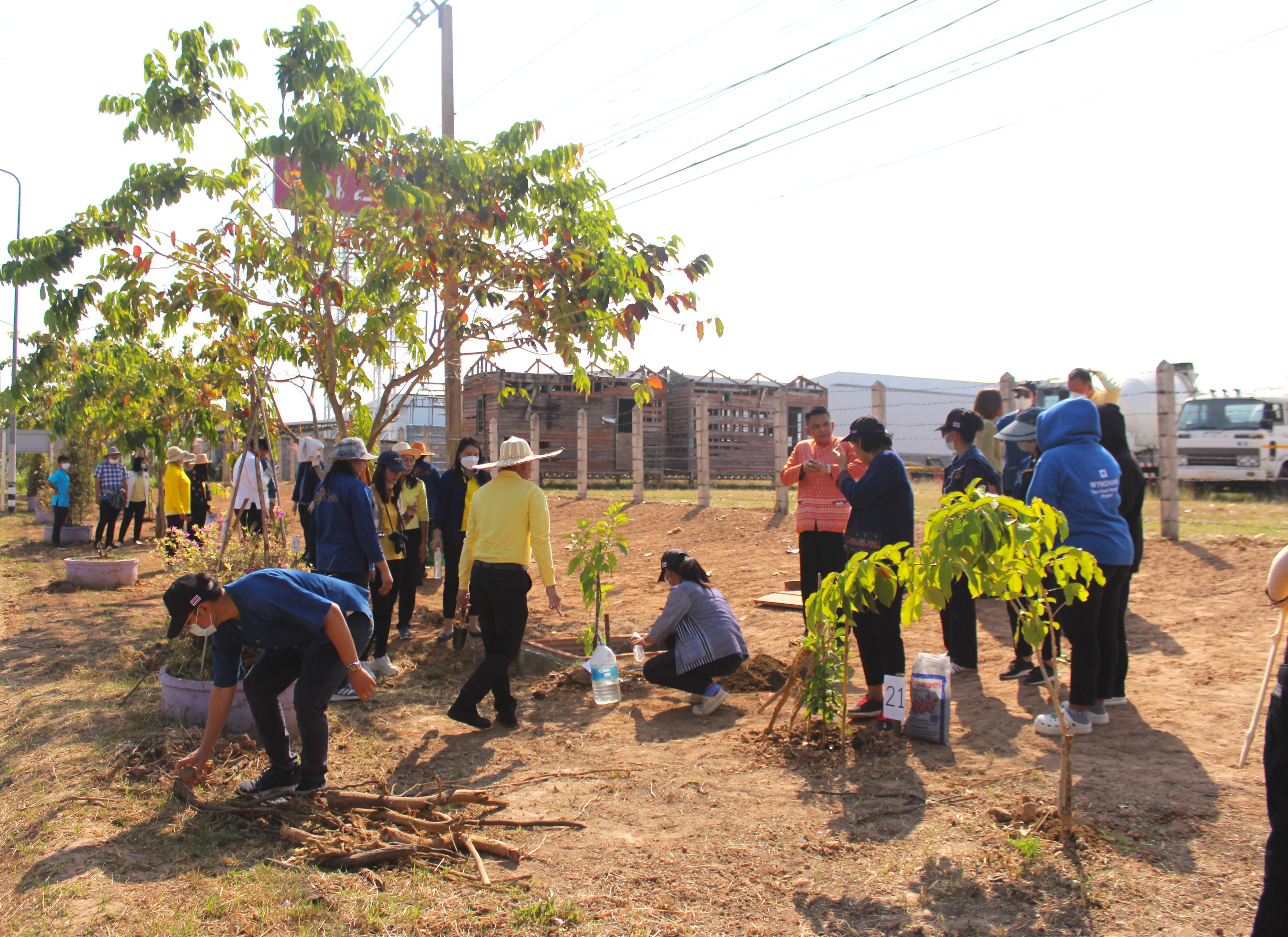 #พช_ชย ร่วมกิจกรรมปลูกต้นไม้ (ต้นทองอุไร) ในพื้นที่โครงการ 1 จังหวัด 1 ถนนเฉลิมพระเกียรติ เนื่องในโอกาสมหามงคลพระราชพิธีบรมราชาภิเษก พ.ศ.2562 บริเวณริมถนนสายชัยภูมิ – ตาดโตน