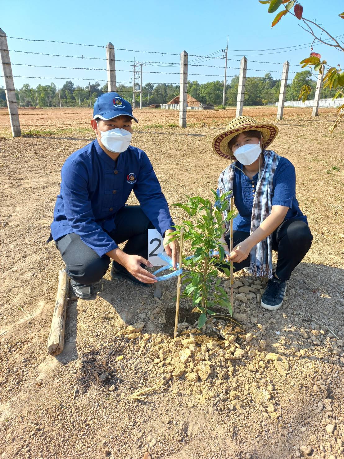 #พช_ชย ร่วมกิจกรรมปลูกต้นไม้ (ต้นทองอุไร) ในพื้นที่โครงการ 1 จังหวัด 1 ถนนเฉลิมพระเกียรติ เนื่องในโอกาสมหามงคลพระราชพิธีบรมราชาภิเษก พ.ศ.2562 บริเวณริมถนนสายชัยภูมิ – ตาดโตน