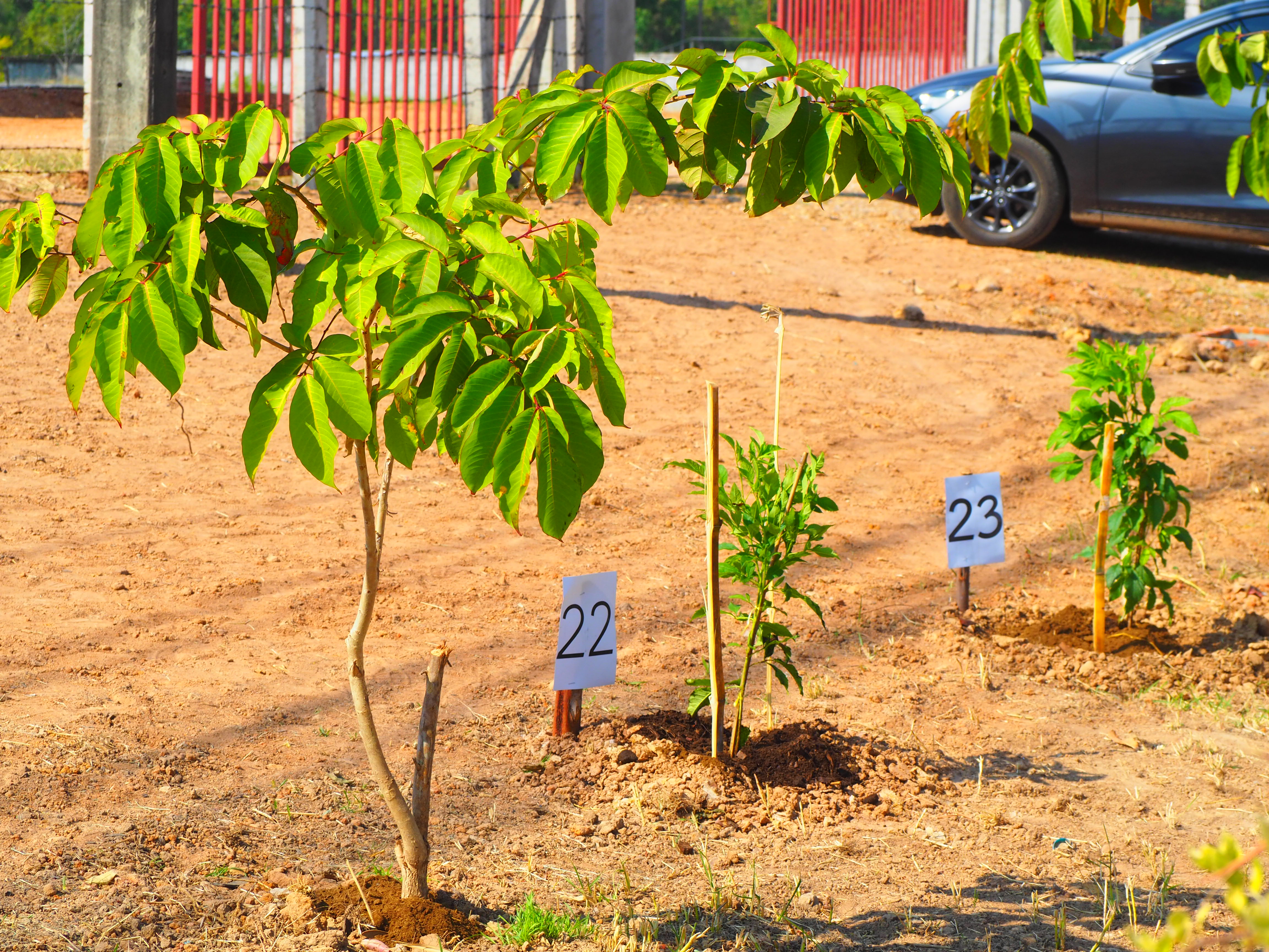#พช_ชย ร่วมกิจกรรมปลูกต้นไม้ (ต้นทองอุไร) ในพื้นที่โครงการ 1 จังหวัด 1 ถนนเฉลิมพระเกียรติ เนื่องในโอกาสมหามงคลพระราชพิธีบรมราชาภิเษก พ.ศ.2562 บริเวณริมถนนสายชัยภูมิ – ตาดโตน