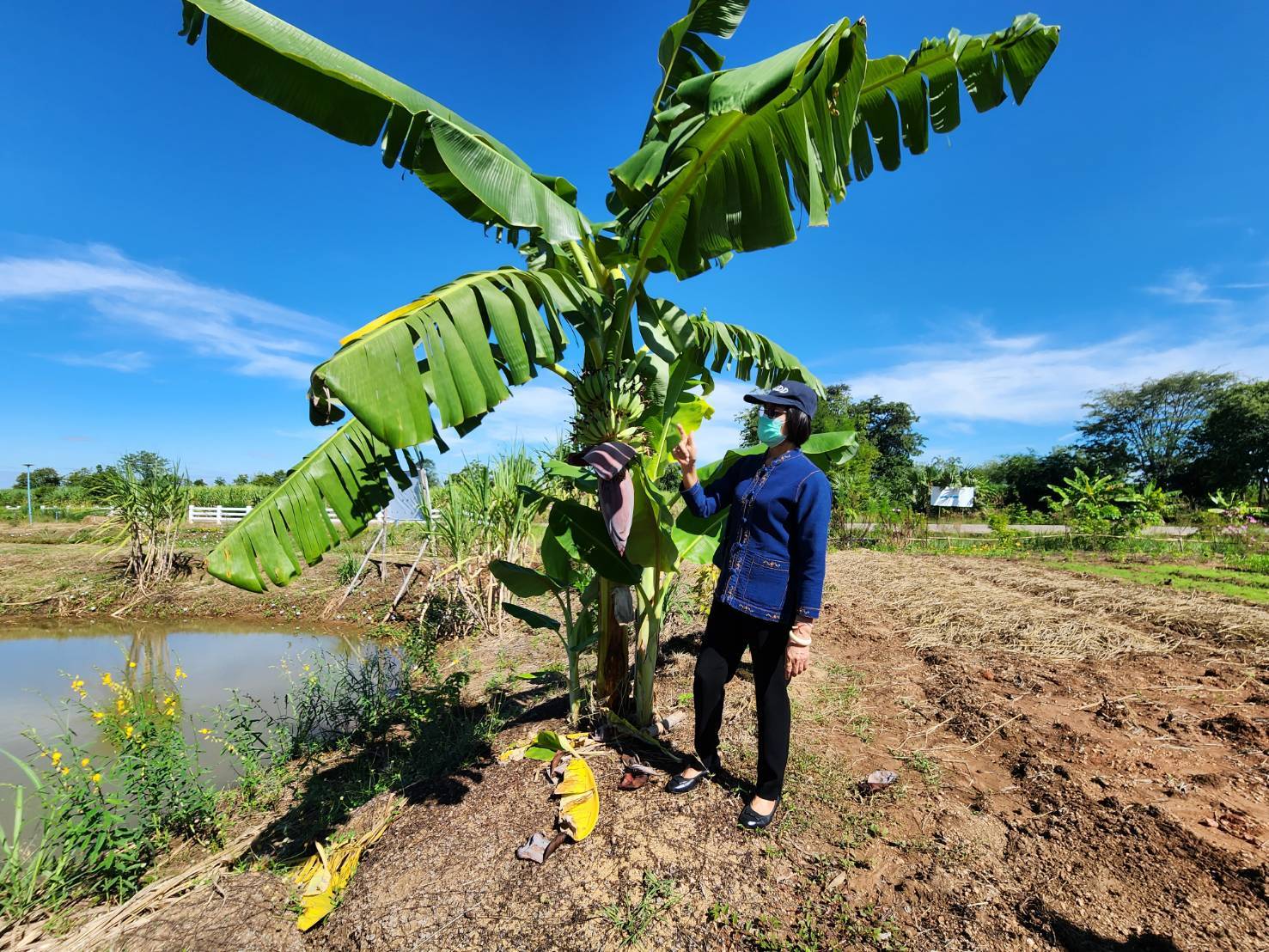 #พช_ชัยภูมิ รับการตรวจติดตาม “นางสงวน มะเสนา ผู้ตรวจราชการกรมการพัฒนาชุมชน เขตตรวจราชการที่ 13” ลงพื้นที่เยี่ยมเยียนหมู่บ้านเศรษฐกิจพอเพียง (พัฒนาศูนย์เรียนรู้ทฤษฎีใหม่รูปแบบ “โคก หนอง นา”) อำเภอจัตุรัส