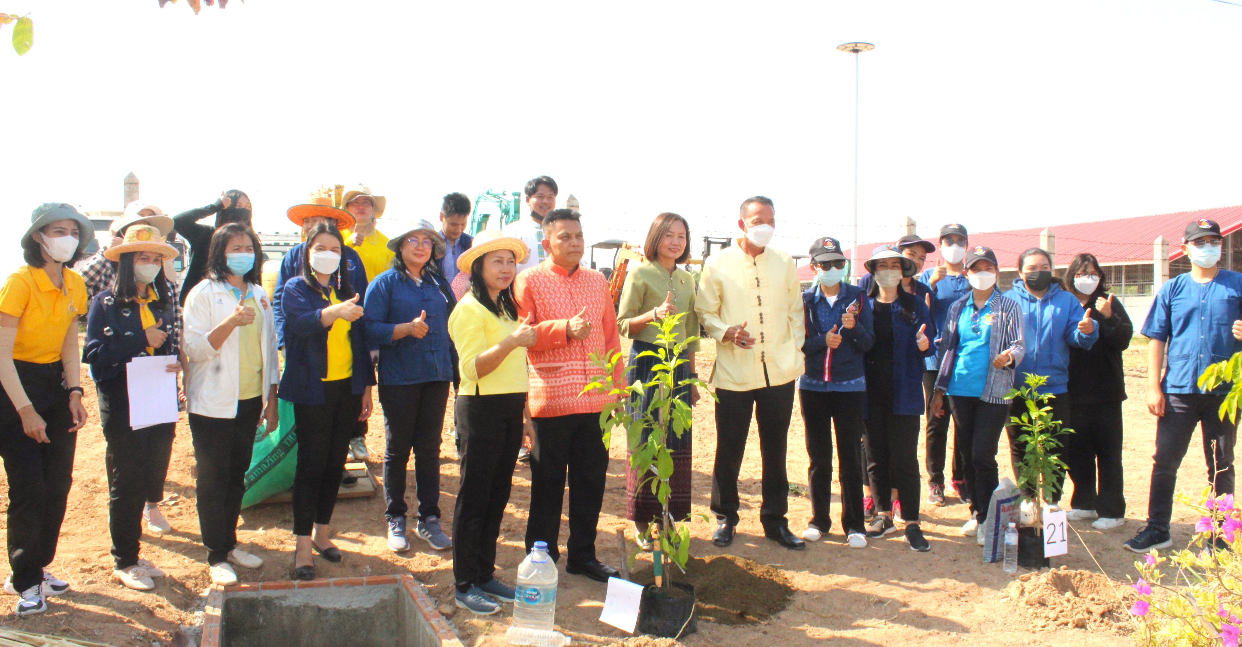 #พช_ชย ร่วมกิจกรรมปลูกต้นไม้ (ต้นทองอุไร) ในพื้นที่โครงการ 1 จังหวัด 1 ถนนเฉลิมพระเกียรติ เนื่องในโอกาสมหามงคลพระราชพิธีบรมราชาภิเษก พ.ศ.2562 บริเวณริมถนนสายชัยภูมิ – ตาดโตน
