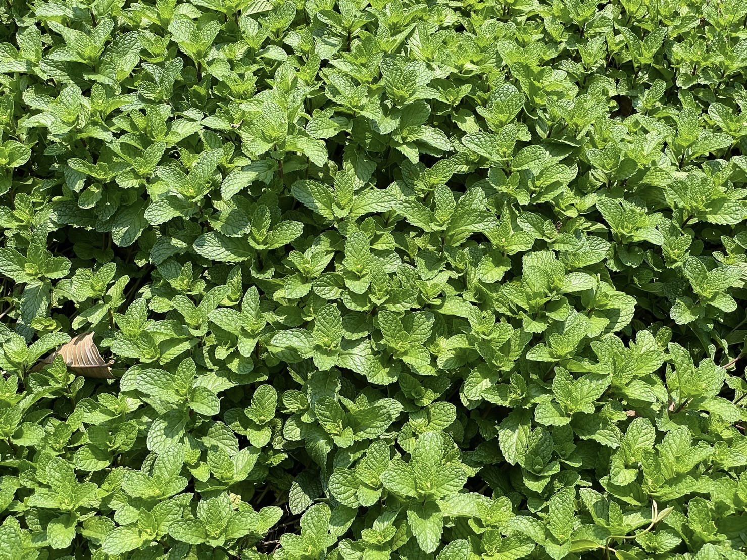 จังหวัดชัยภูมิ ติดตามการดำเนินงานการพัฒนาพื้นที่ครัวเรือนต้นแบบ โคก หนอง นา โม HLM อำเภอแก้งคร้อ