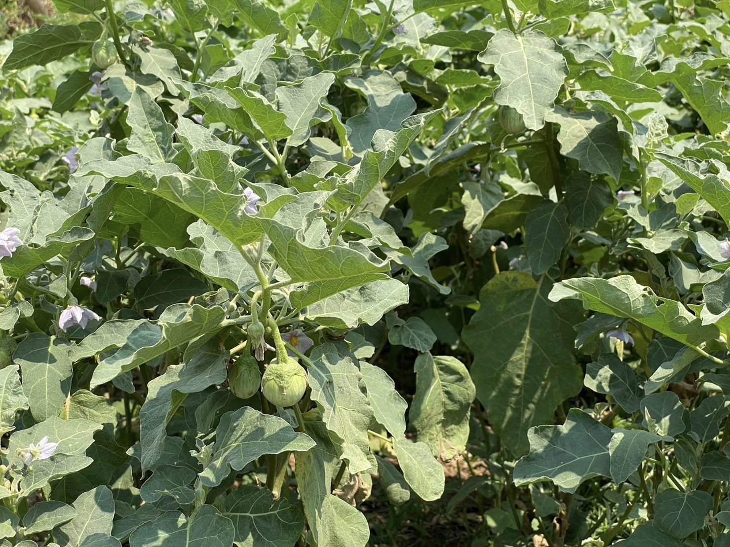 จังหวัดชัยภูมิ ติดตามการดำเนินงานการพัฒนาพื้นที่ครัวเรือนต้นแบบ โคก หนอง นา โม HLM อำเภอแก้งคร้อ