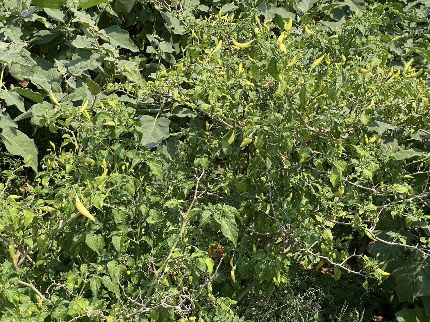 จังหวัดชัยภูมิ ติดตามการดำเนินงานการพัฒนาพื้นที่ครัวเรือนต้นแบบ โคก หนอง นา โม HLM อำเภอแก้งคร้อ