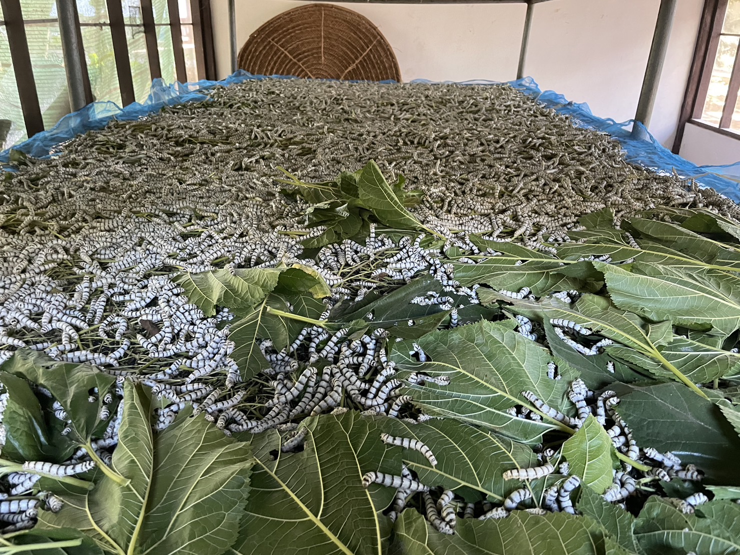 ผู้ว่าราชการจังหวัดชัยภูมิ เยี่ยมชมพิพิธภัณฑ์ผ้าตำนานเจ้าพ่อพญาแล และให้กำลังใจสมาชิกโครงการศูนย์ส่งเสริมศิลปาชีพทุ่งกะมัง อำเภอหนองบัวแดง จังหวัดชัยภูมิ