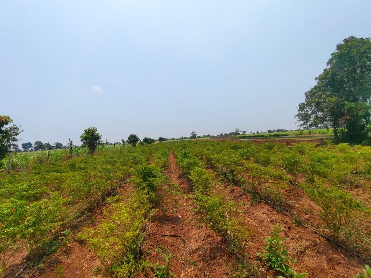 พช.ชัยภูมิ : ร่วมติดตามและสนับสนุนการดำเนินงานตามตัวชี้วัดการปฏิบัติราชการ ของข้าราชการพลเรือนสามัญ ในสังกัดกรมการพัฒนาชุมชน รอบการประเมินที่ 2/2567 ตัวชี้วัดที่ 5 ระดับความสำเร็จในการบริหารจัดการหนี้ และกลุ่มอาชีพที่ลงทะเบียนผลิตภัณฑ์ชุมชน OTOP ประจำปี 2567
