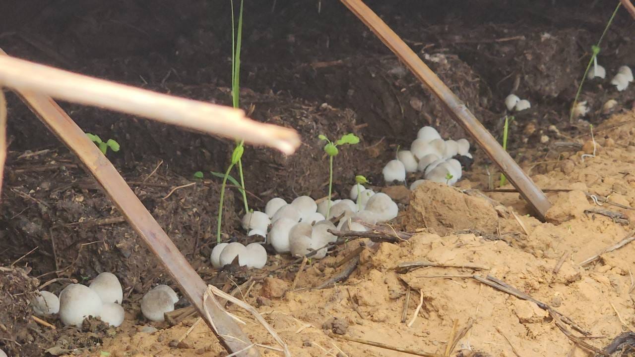 พช.ชัยภูมิ : ร่วมติดตามและสนับสนุนการดำเนินงานความสำเร็จในการบริหารจัดการหนี้ และกลุ่มอาชีพที่ลงทะเบียนผลิตภัณฑ์ชุมชน OTOP ประจำปี 2567