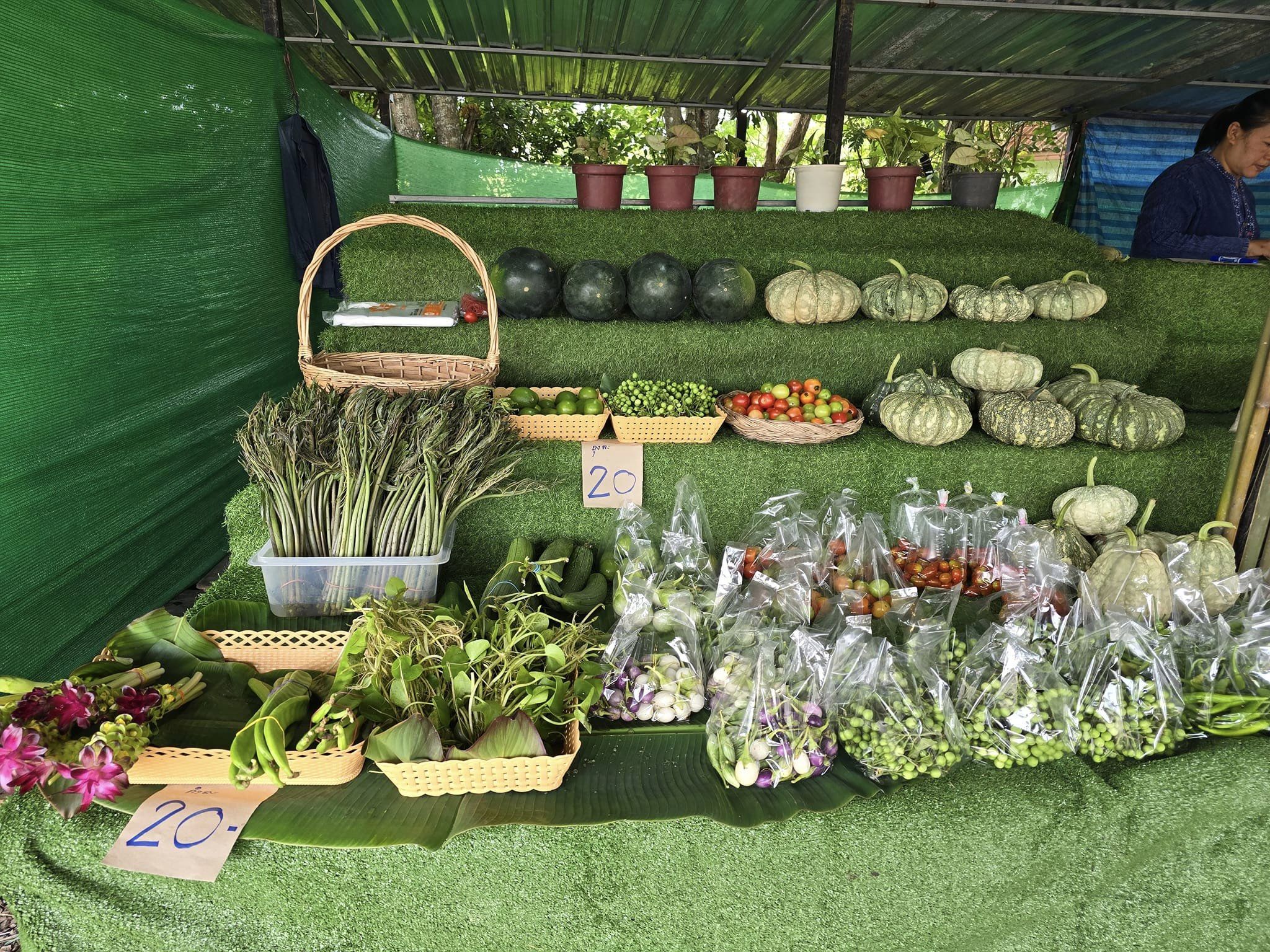 พช.ชัยภูมิ ร่วมแถลงข่าว เตรียมเปิดเทศกาลท่องเที่ยวดอกกระเจียวบาน ประจำปี 2567 จังหวัดชัยภูมิ