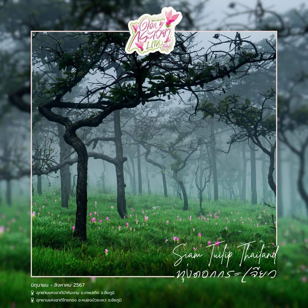 พช.ชัยภูมิ ร่วมแถลงข่าว เตรียมเปิดเทศกาลท่องเที่ยวดอกกระเจียวบาน ประจำปี 2567 จังหวัดชัยภูมิ