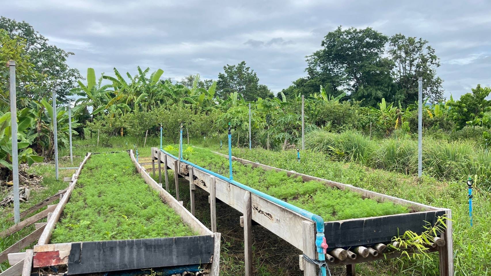 พช.ชัยภูมิ ถ่ายทำคลิปวีดิทัศน์ผลสำเร็จโคกหนองนาพัฒนาชุมชนอำเภอแก้งคร้อ จังหวัดชัยภูมิ