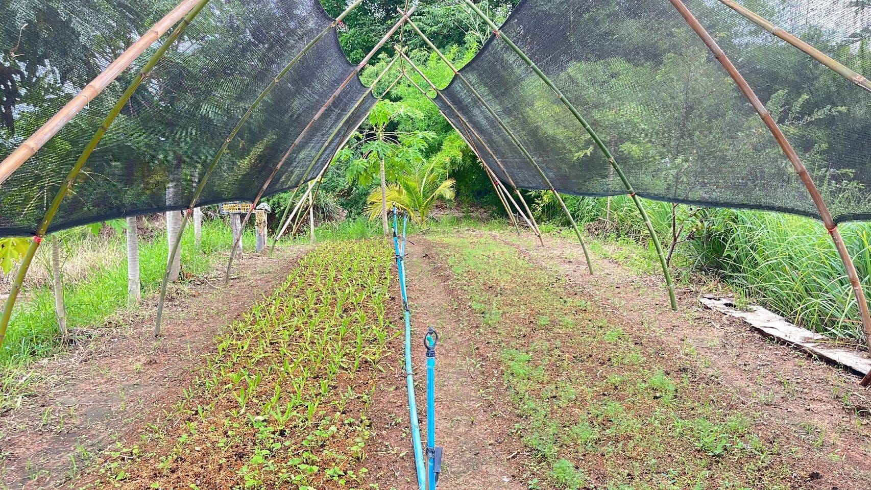 พช.ชัยภูมิ ถ่ายทำคลิปวีดิทัศน์ผลสำเร็จโคกหนองนาพัฒนาชุมชนอำเภอแก้งคร้อ จังหวัดชัยภูมิ