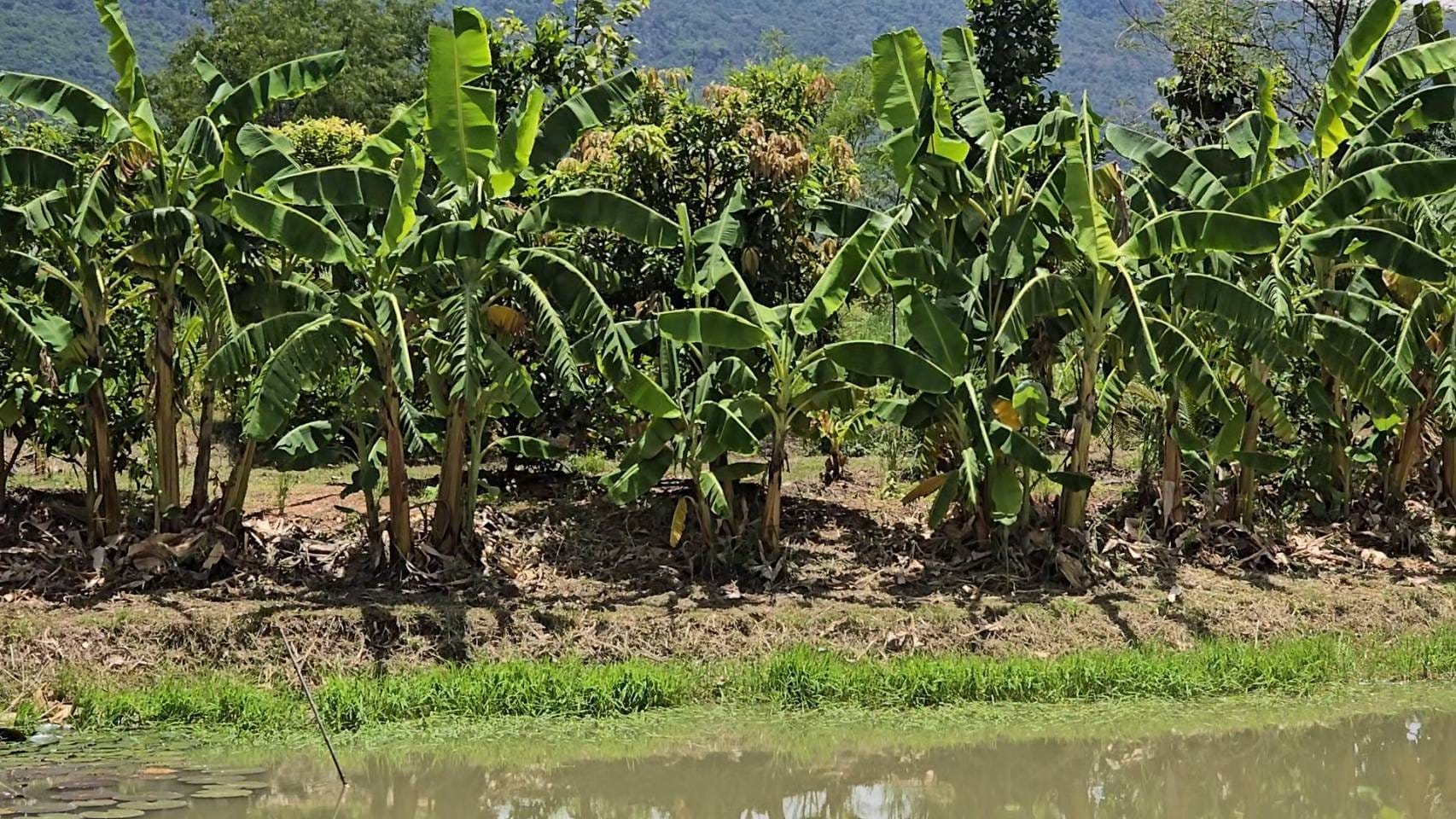 ผู้ตรวจราชการกรมการพัฒนาชุมชน ลงพื้นที่ตรวจเยี่ยมการขับเคลื่อนโครงการ โคก หนอง นา อารยเกษตร เฉลิมพระเกียรติพระบาทสมเด็จพระเจ้าอยู่หัว เนื่องในโอกาสพระราชพิธีมหามงคลเฉลิมพระชนมพรรษา 6 รอบ 28 กรกฎาคม 2567