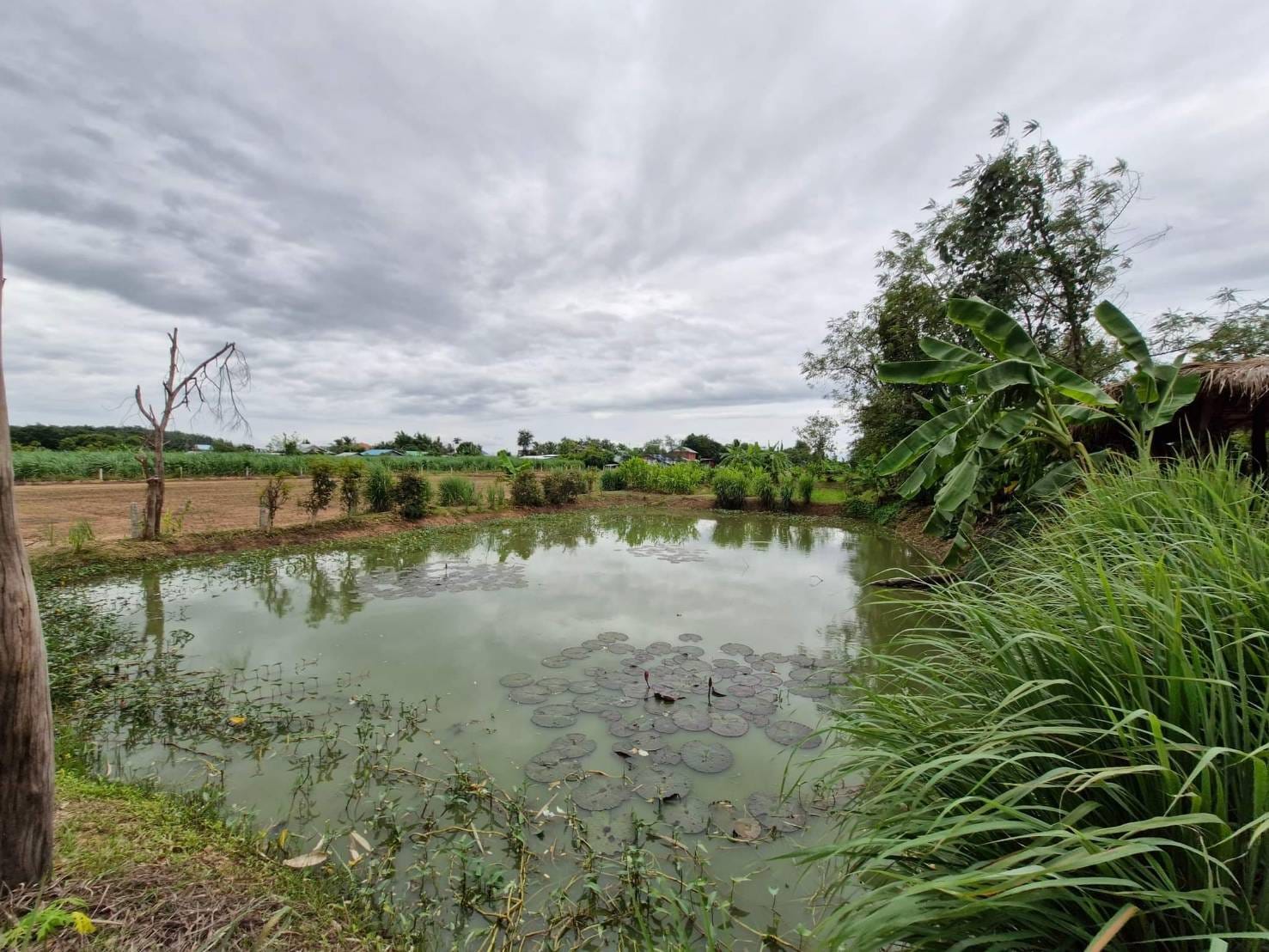 ผู้ตรวจราชการกรมการพัฒนาชุมชน ลงพื้นที่ตรวจเยี่ยมการขับเคลื่อนโครงการ โคก หนอง นา อารยเกษตร เฉลิมพระเกียรติพระบาทสมเด็จพระเจ้าอยู่หัว เนื่องในโอกาสพระราชพิธีมหามงคลเฉลิมพระชนมพรรษา 6 รอบ 28 กรกฎาคม 2567