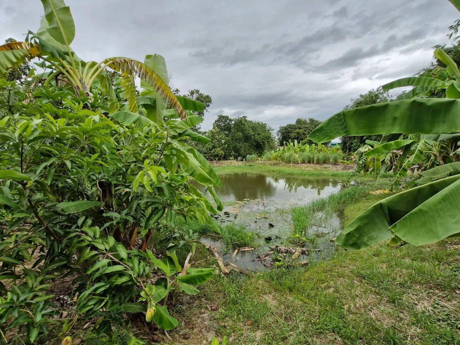 ผู้ตรวจราชการกรมการพัฒนาชุมชน ลงพื้นที่ตรวจเยี่ยมการขับเคลื่อนโครงการ โคก หนอง นา อารยเกษตร เฉลิมพระเกียรติพระบาทสมเด็จพระเจ้าอยู่หัว เนื่องในโอกาสพระราชพิธีมหามงคลเฉลิมพระชนมพรรษา 6 รอบ 28 กรกฎาคม 2567