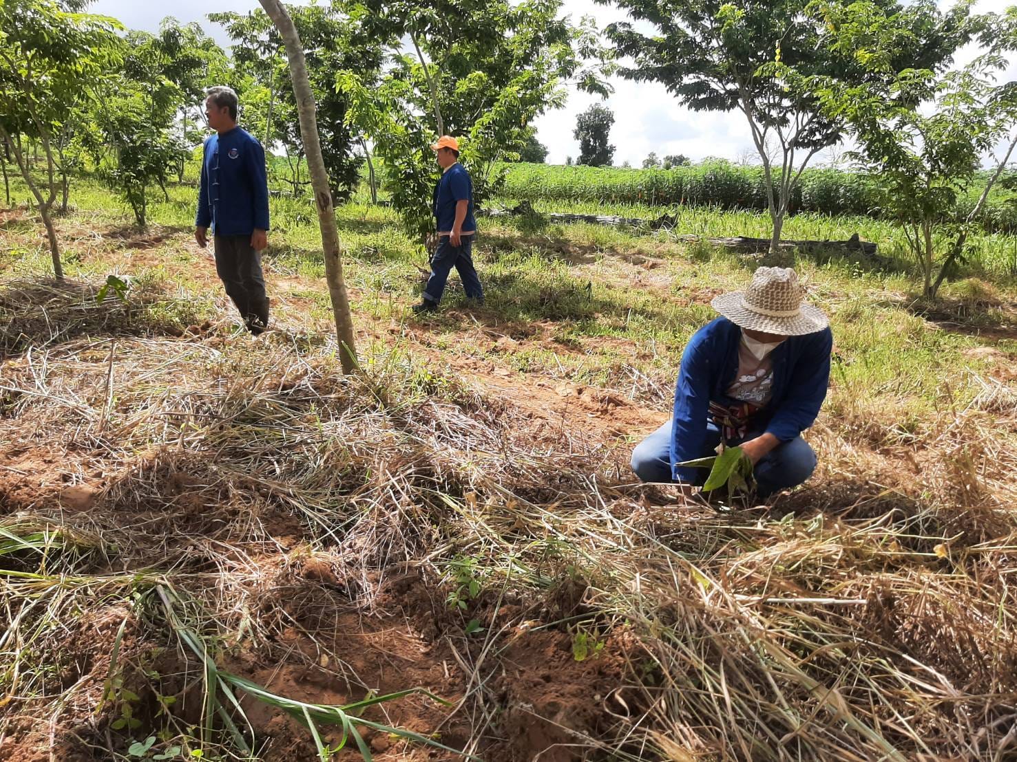 พช.ชัยภูมิ ขับเคลื่อนกิจกรรม “รวมพลคน โคก หนอง นา เอามื้อสามัคคี” จังหวัดชัยภูมิ กลุ่มโซนเมืองเก่าเจ้าพ่อ