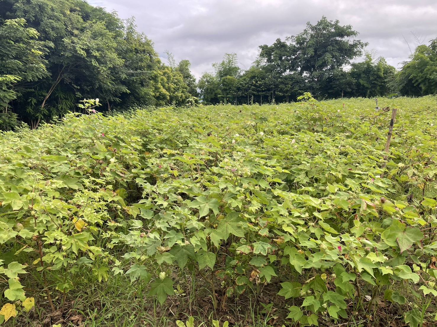 พช.ชัยภูมิ เตรียมพร้อม Live Action การดำเนินงาน “ผ้าไทยใส่ให้สนุก”ชุมชนภูมิปัญญาเพื่อพัฒนาผลิตภัณฑ์วิสาหกิจชุมชนกลุ่มทอผ้าย้อมสีธรรมชาติหนองบัวแดง