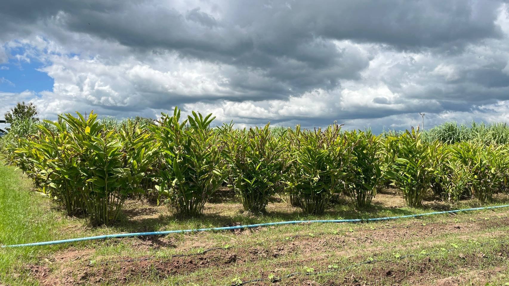 ผู้ว่าราชการจังหวัดชัยภูมิ ลงพื้นที่เยี่ยมชมแปลงโคกหนองนา พัฒนาชุมชน อำเภอแก้งคร้อ จังหวัดชัยภูมิ