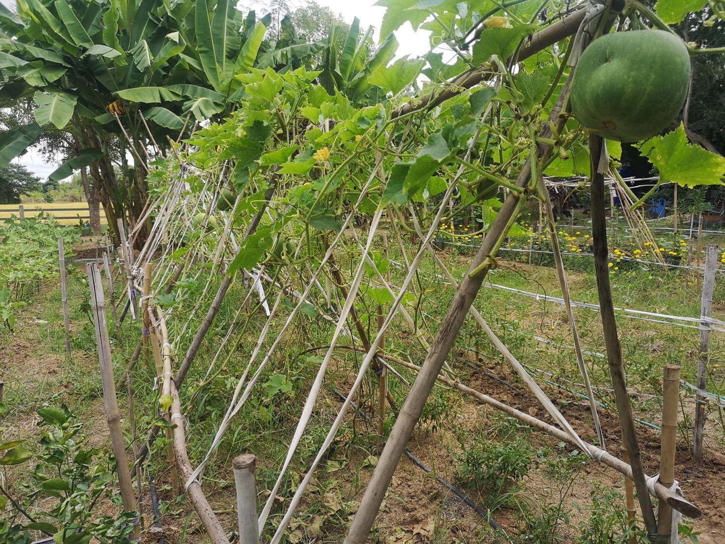 พช.ชัยภูมิ ร่วมติดตามผลสำเร็จ พื้นที่ครัวเรือนต้นแบบแปลงโคกหนองนา และสำรวจสถานะศูนย์เรียนรู้การพัฒนาคุณภาพชีวิตตามหลักทฤษฎีใหม่ ประยุกต์สู่ “โคก หนอง นา” และRe X-ray ครัวเรือน TPMAP ขจัดความยากจนและพัฒนาคนทุกช่วงวัยอย่างยั่งยืน​ในพื้นที่อำเภอเมืองชัยภูมิ
